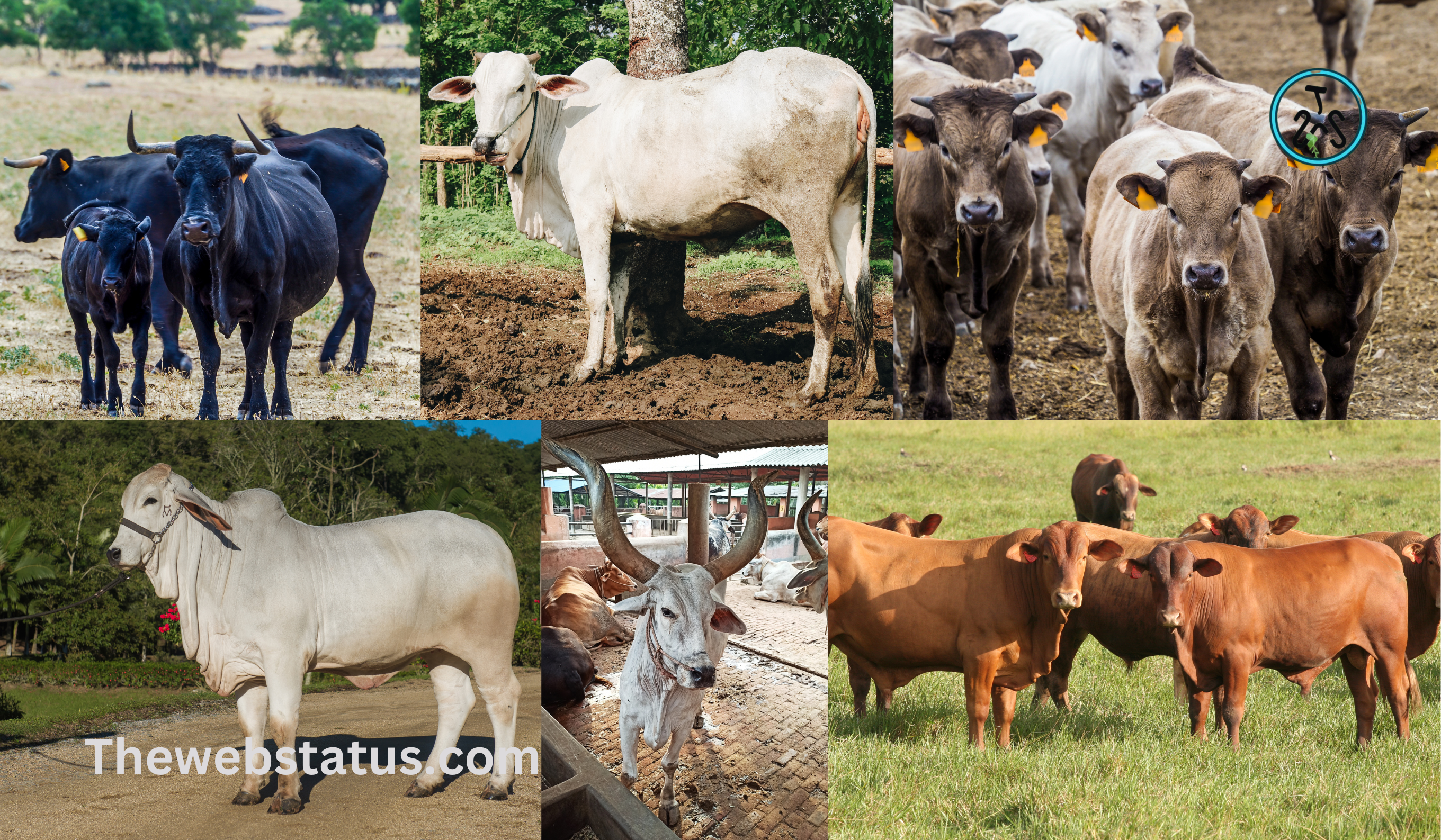 Indigenous cattle breeds of India