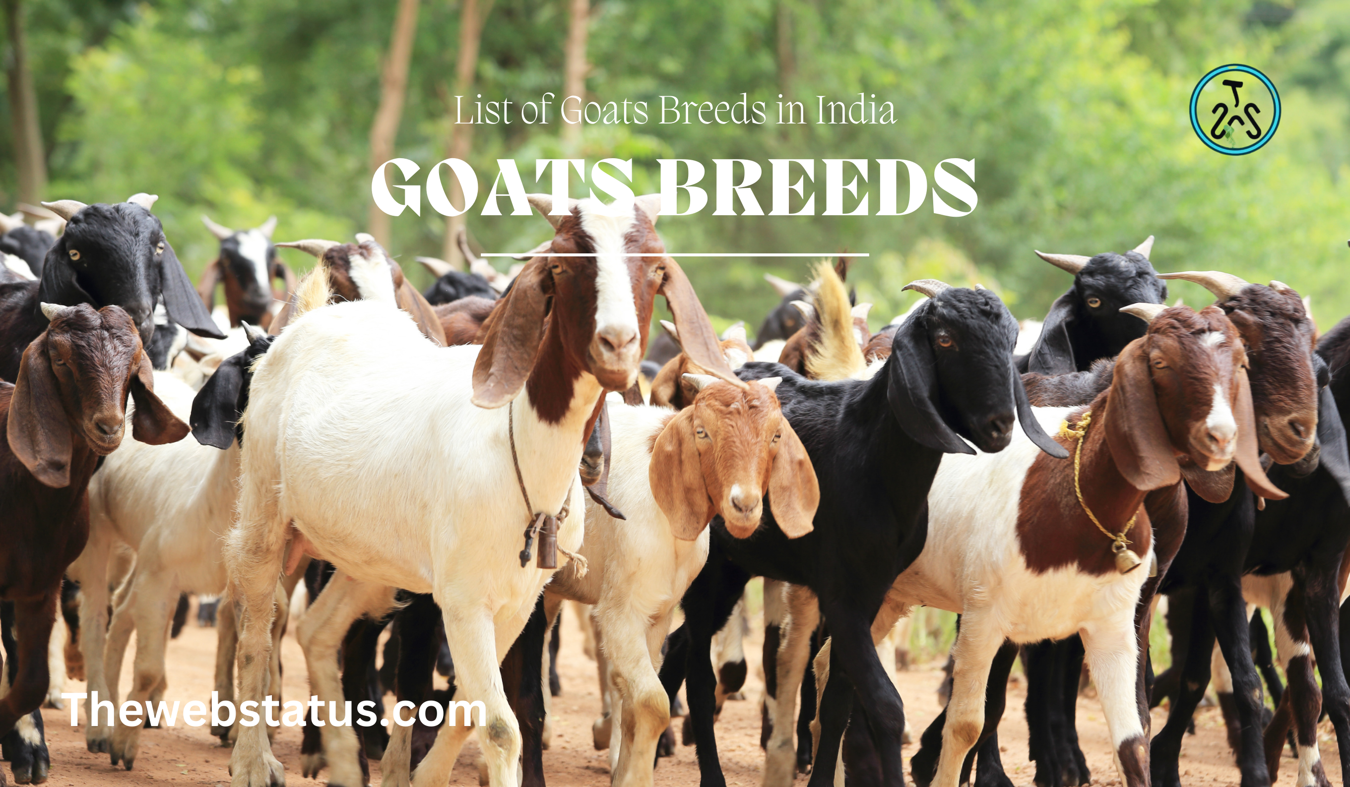 Complete List of Goat Breeds in India