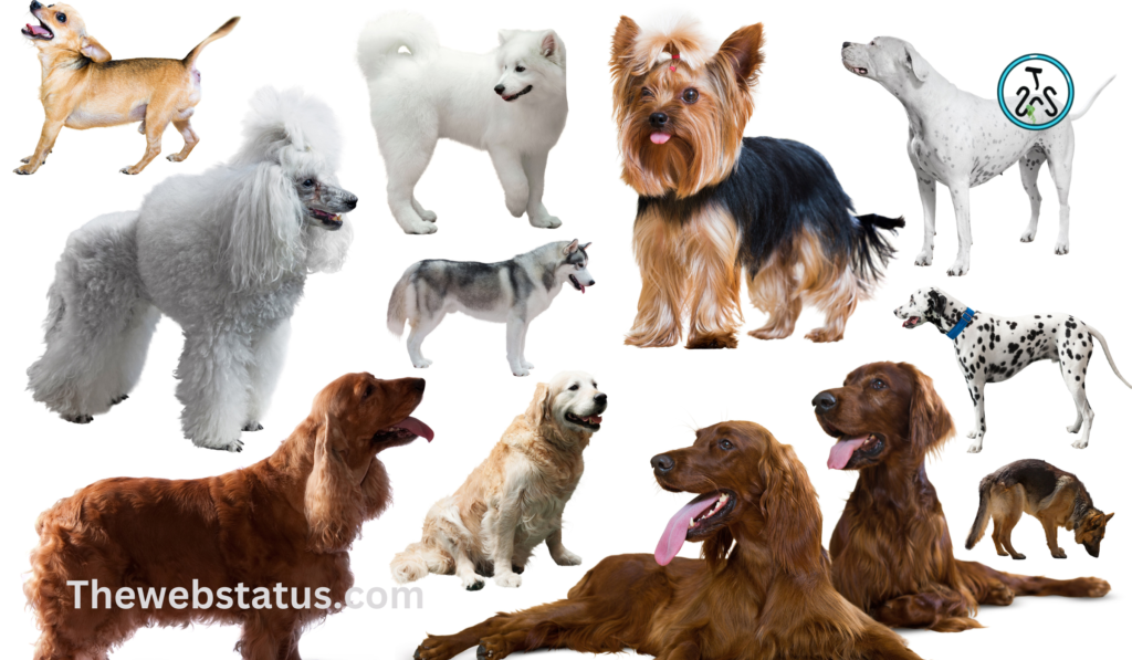 Diverse Canine Heritage: A Comprehensive Guide to Indian Dog Breeds