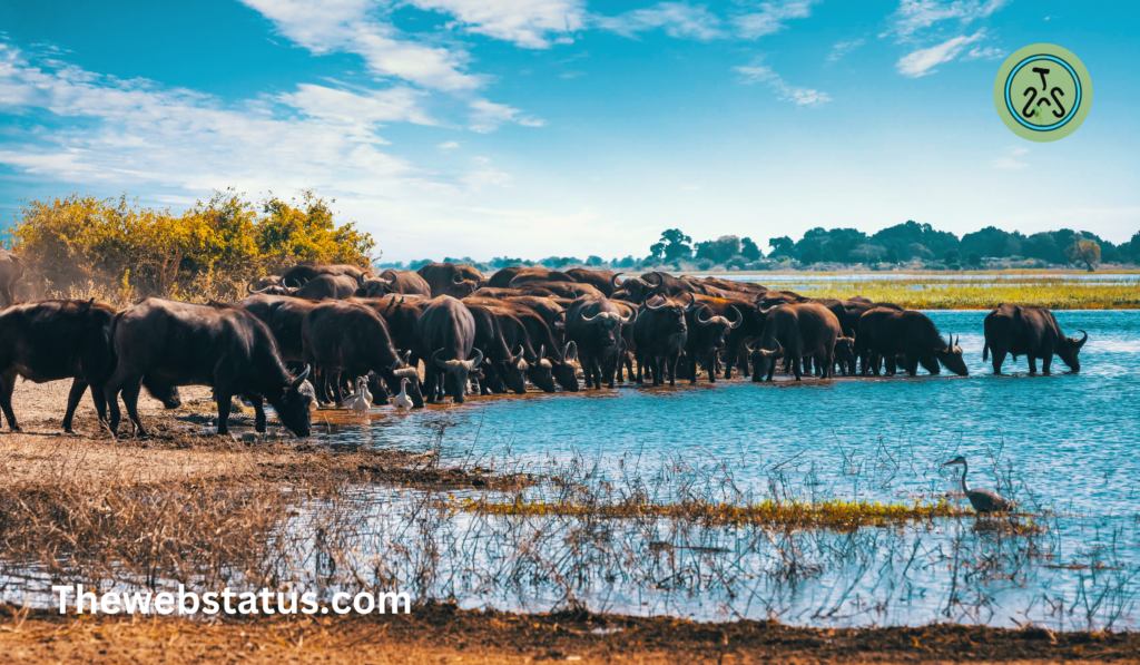 Complete List of Buffalo Breeds in India