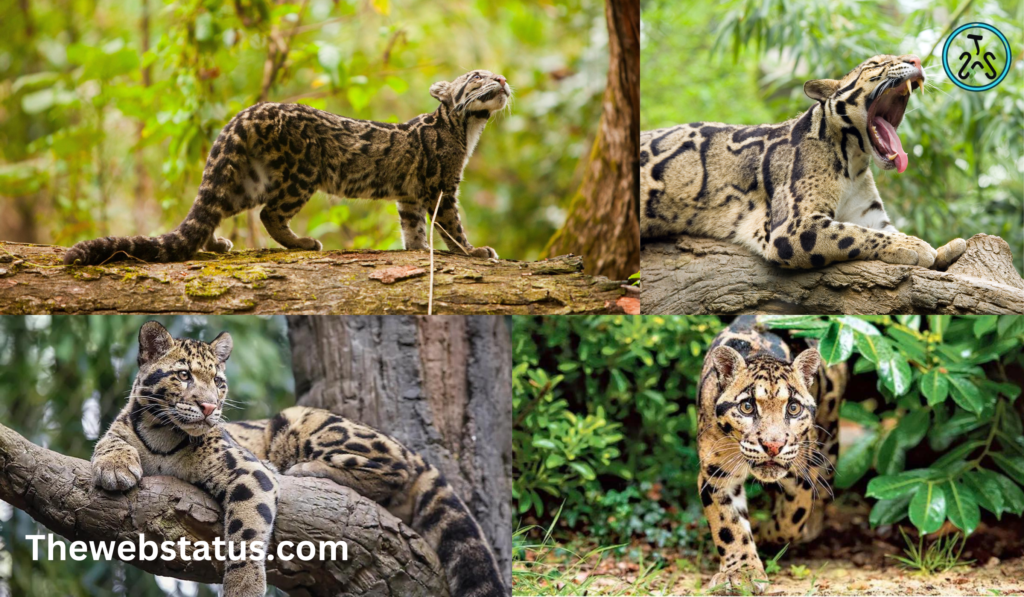 Clouded Leopard National Park