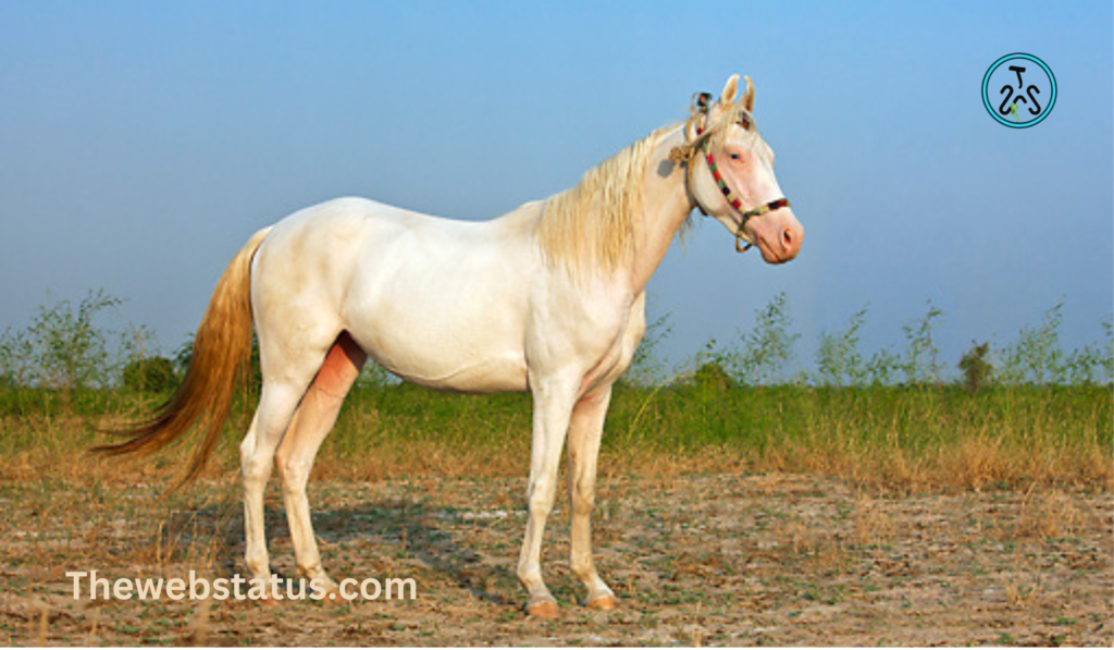 Complete List of horse Breeds in India