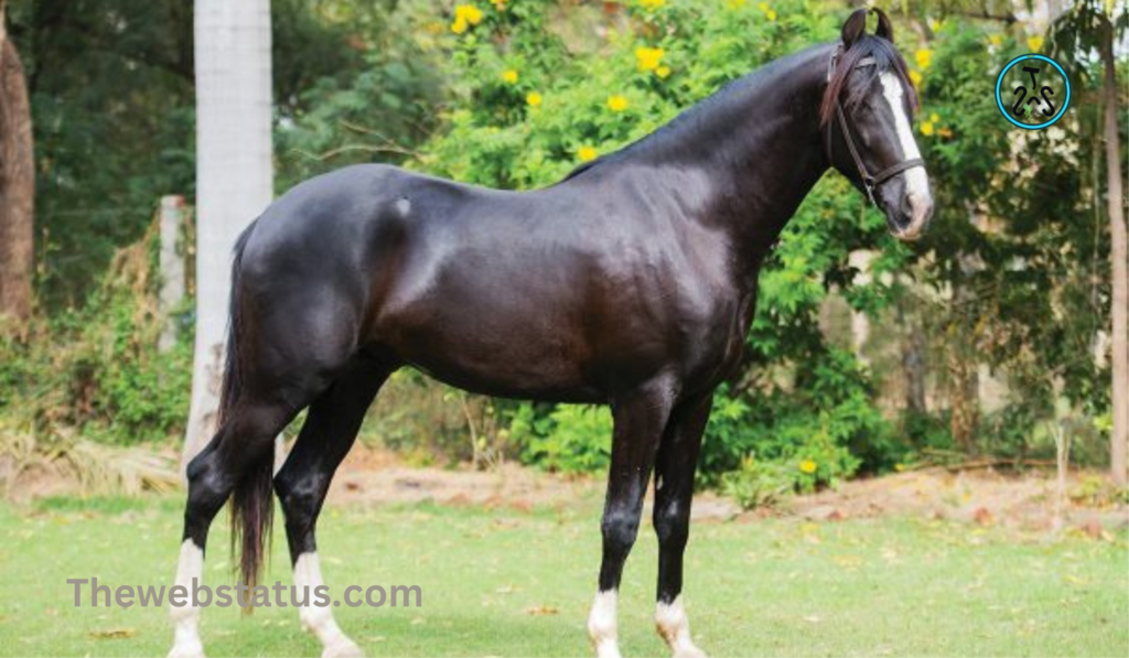 Complete List of horse Breeds in India