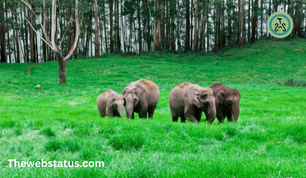 Mathikettan Shola National Park