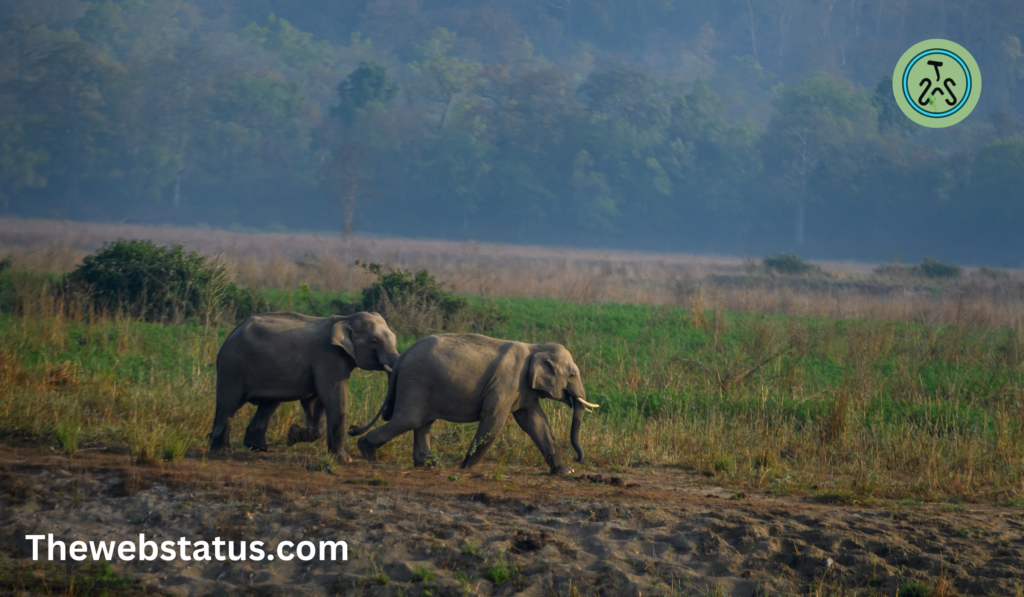 National Parks in Bharat: Know about the National Parks of India?