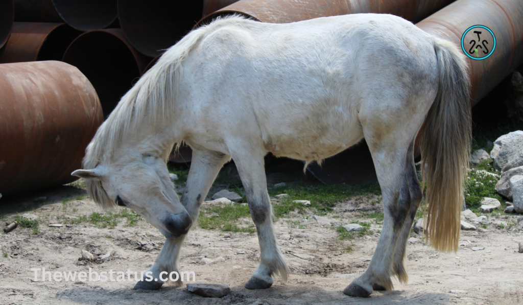 Complete List of horse Breeds in India