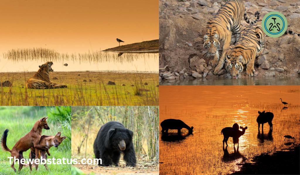 Tadoba National Park