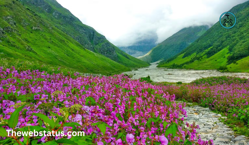 Valley of Flowers National Park