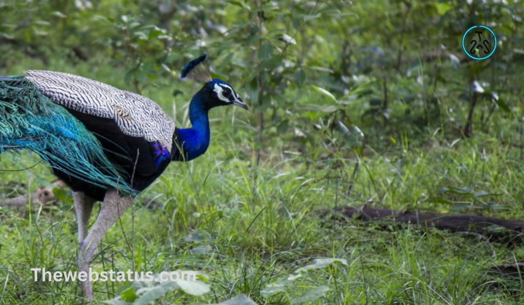 Badalkhol Wildlife Sanctuary