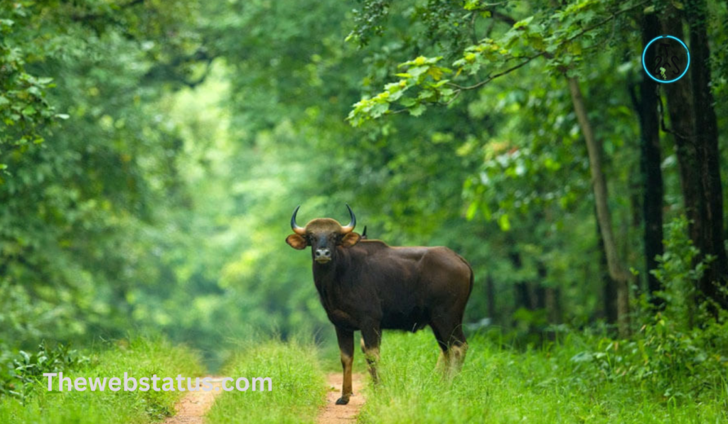 Baranwapara Wildlife Sanctuary