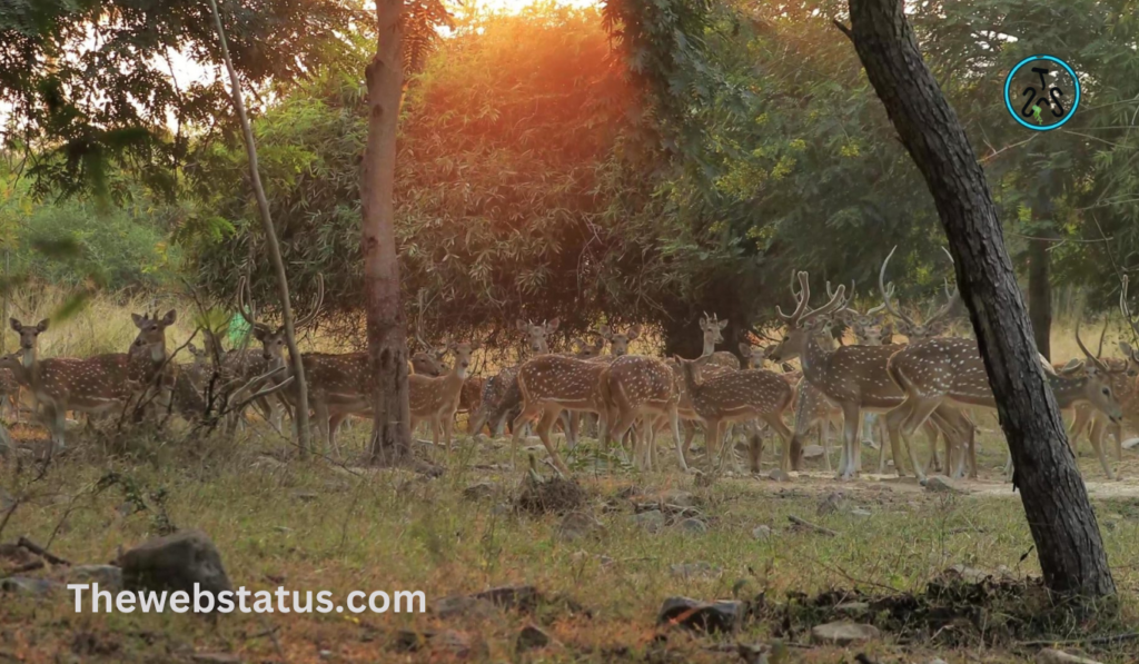 Rajgir Wildlife Sanctuary