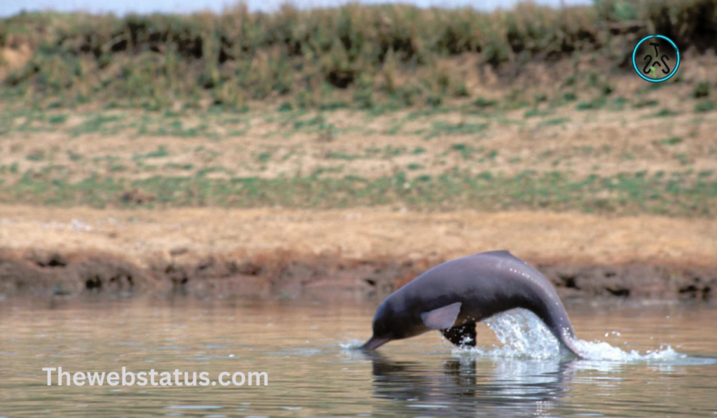 Vikramshila Gangetic Dolphin Sanctuary