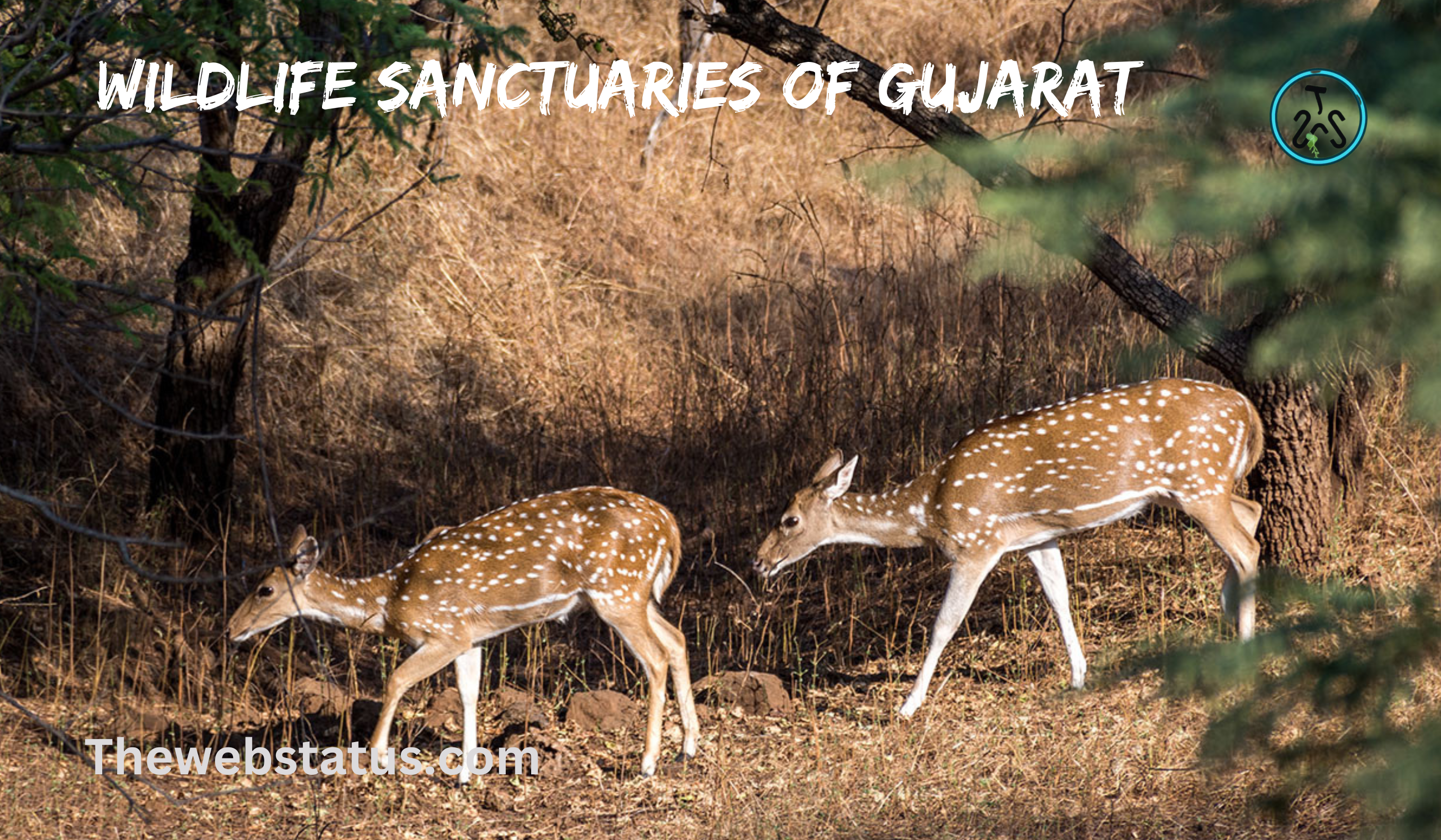 List of Wildlife Sanctuaries of Gujarat