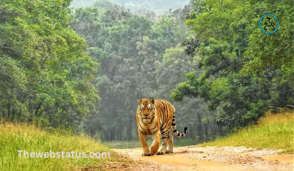 List of Wildlife Sanctuaries of Madhya Pradesh