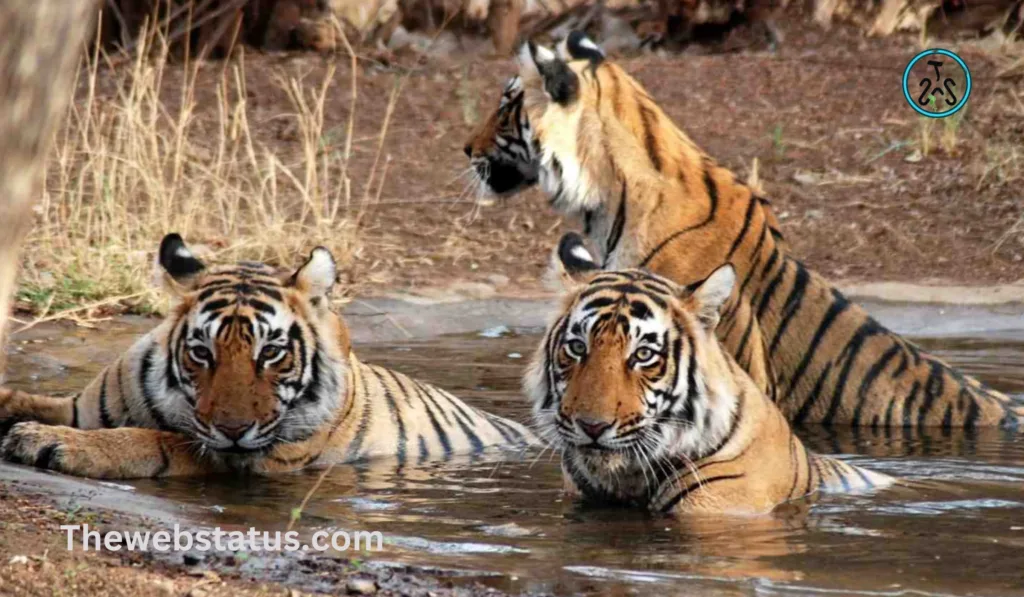 List of Wildlife Sanctuaries of Madhya Pradesh