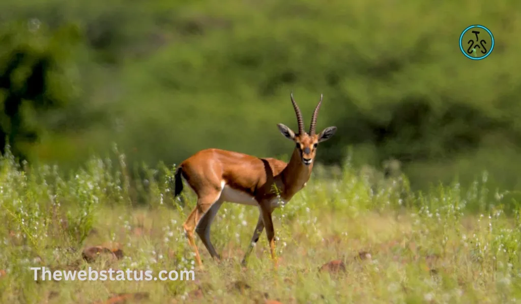 List of Wildlife Sanctuaries of Maharashtra