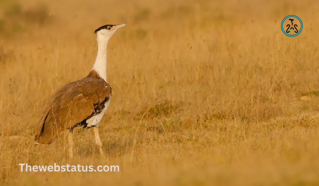 List of Wildlife Sanctuaries of Madhya Pradesh